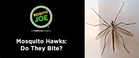 Mosquito Hawks: Do they Bite? | Mosquito Joe of S Brazos Valley