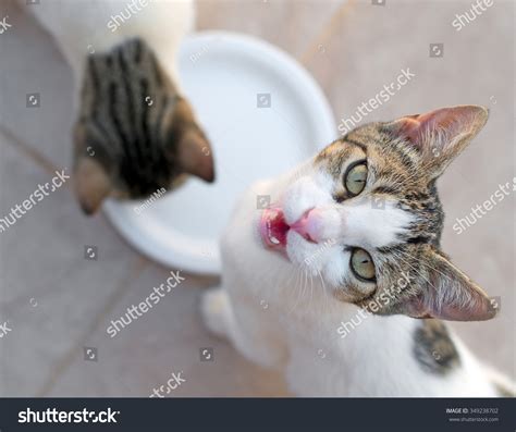 Cats Drinking Milk Bowl View Above Stock Photo (Edit Now) 349238702