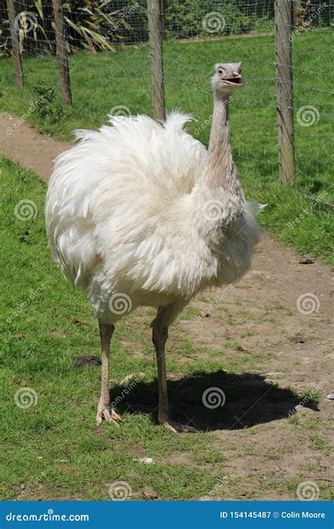 Emu, Australias Largest Native Bird Stock Image - Image of avian, wildlife: 154145487