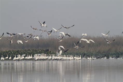 Wildlife Punjab