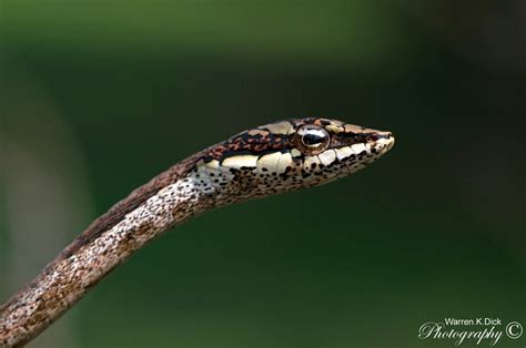 God's Little Creatures - Twig Snake | Southlands Sun