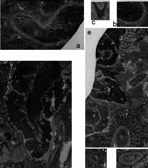 Archaeocyaths from clasts within the Fitzroy Tillite Formation of the... | Download Scientific ...