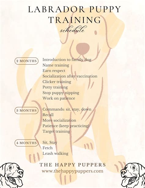 Tips for training a Labrador puppy - The Happy Puppers