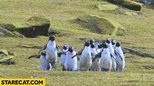 Jumping penguins GIF animation | StareCat.com