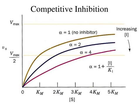 PPT - Competitive Inhibition PowerPoint Presentation, free download - ID:2402078