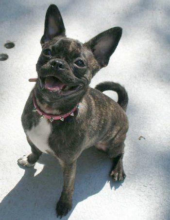 Bugg = Boston Terrier + Pug That one is named Bailey. | Boston terrier pug, Boston terrier funny ...