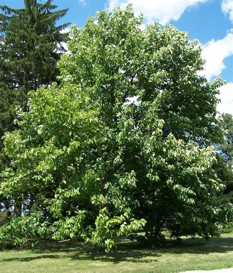 Magnolia acuminata - Alchetron, The Free Social Encyclopedia