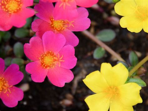 Portulaca Plants - How To Grow Portulaca Flower