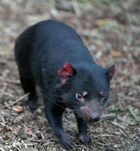 Baby Tasmanian Devil · Free Stock Photo