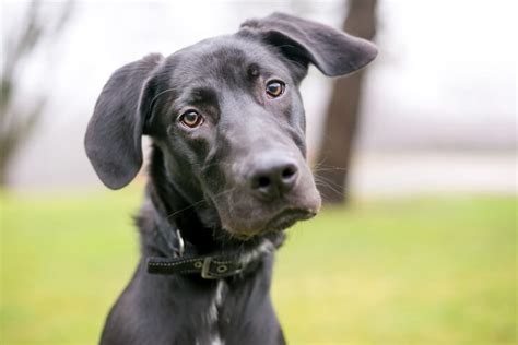 Lab Mix Breeds: Top 25 Labrador Mixes - Marvelous Dogs