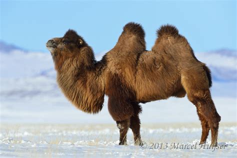 Marcel Huijser Photography | Travel: Domesticated bactrian camel ...