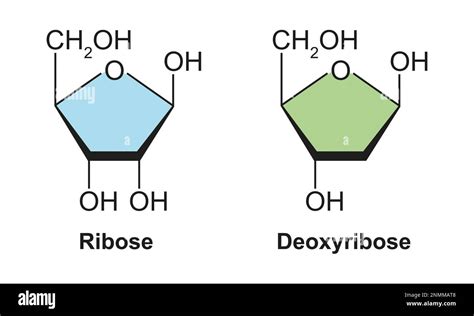 Ribulose Structure