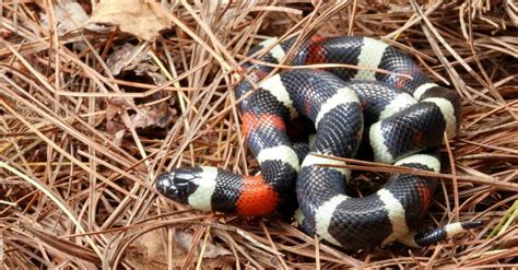 Are Milk Snakes Poisonous or Dangerous? - A-Z Animals