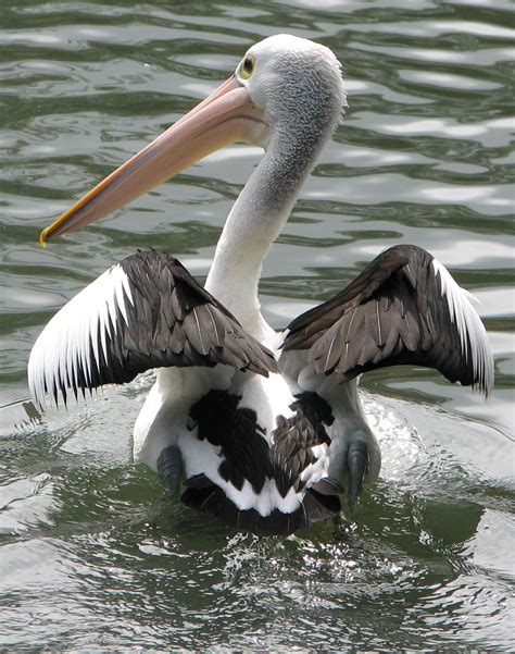 Trevor's Twitchings of Australian Birds: Australian Pelicans