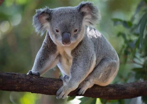 Behavioural Adaptations of a Koala Archives - AnimalBehaviorCorner