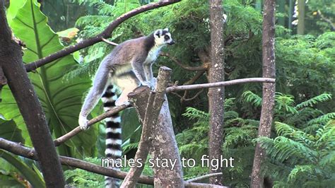 Lemur Catta (Ring-Tailed Lemur): Habits and Habitat - YouTube