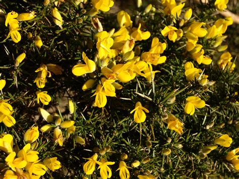 Raw Edible Plants: Common gorse (Ulex europeaus)