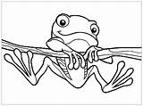 Tree Frog Coloring Page sketch template