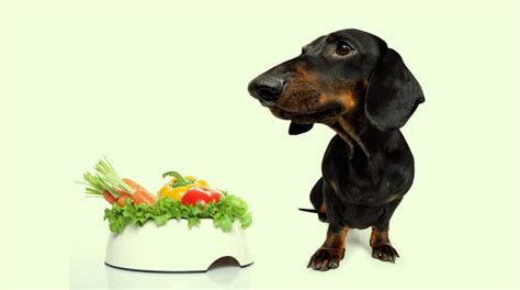 Dachshund Diet & Nutrition Facts - Welcome To The Sausage Dog World