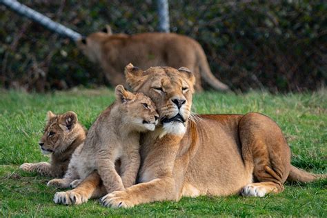 Four lions test positive for Covid-19 at Barcelona Zoo | Evening Standard