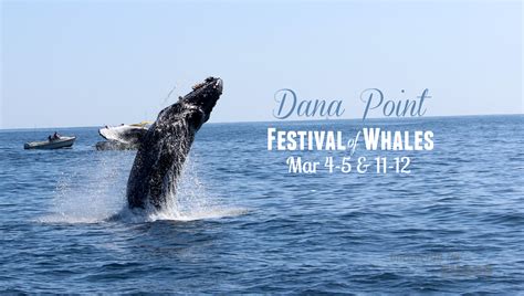 46th Annual Dana Point Festival of the Whales + Whale Watching # ...