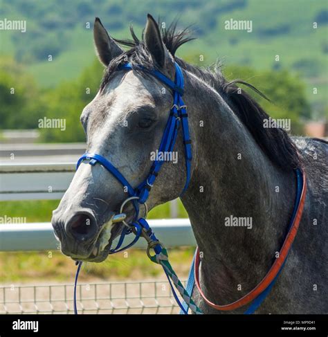 Portrait of arabian grey horse Stock Photo - Alamy