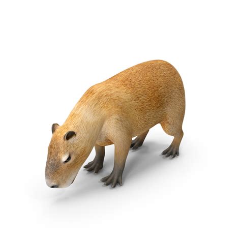 Capybara Eating Pose PNG Images & PSDs for Download | PixelSquid - S11807988A