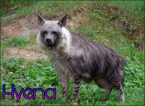 लकड़बग्घा – Facts About Hyena Animal In Hindi – Hindi7facts