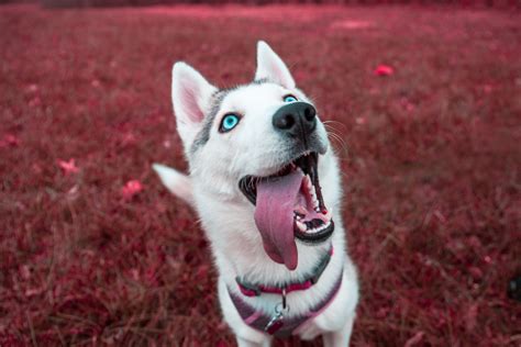 Siberian Husky 4k, HD Animals, 4k Wallpapers, Images, Backgrounds ...