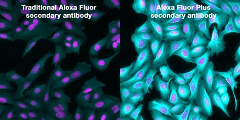 Alexa Fluor Plus Secondary Antibodies | Thermo Fisher Scientific - UK