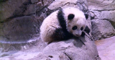 Baby panda makes public debut at National Zoo - CBS News