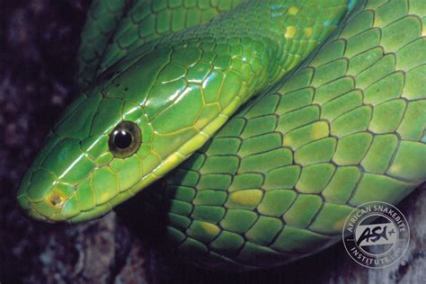 Green Mamba Snake Bite