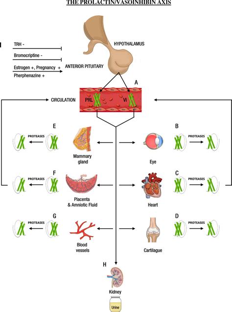 Central and peripheral regulation of the prolactin/vasoinhibin axis. A:... | Download Scientific ...