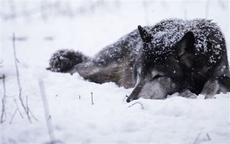 60 Snow Wolf Wallpapers - Download at WallpaperBro | Snow wolf, Wolf ...