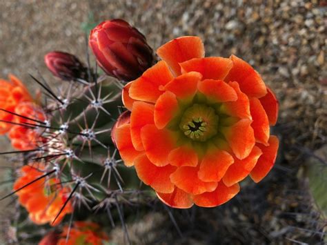 Orange Cactus Flower 2 | Quiet Moon Photography