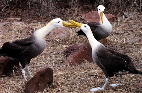 14 Unique Animals of the Galapagos Islands