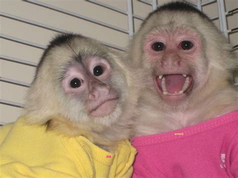 ADORABLE BABY CAPUCHIN MONKEYS FOR ADOPTION(patriciabenz14@yahoo.com ...