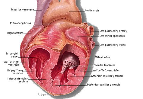 Papillary muscle - Function, Rupture and Pictures