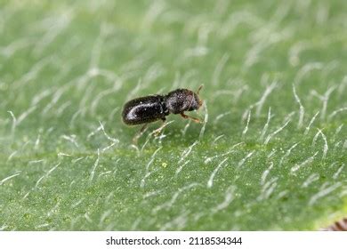 130 Ambrosia beetle Images, Stock Photos & Vectors | Shutterstock