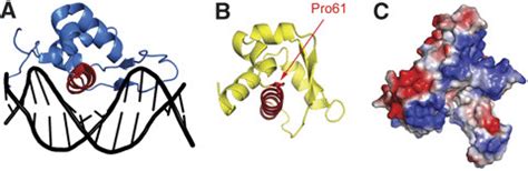 Subdomain A contains a helix-turn-helix. (A) The crystal structure of ...