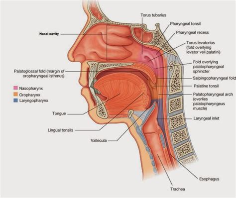 Solved Are the Lingual Tonsils located in both the | Chegg.com