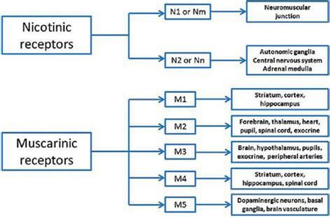 Cholinergic receptors (Cholinoceptors) - MEDizzy