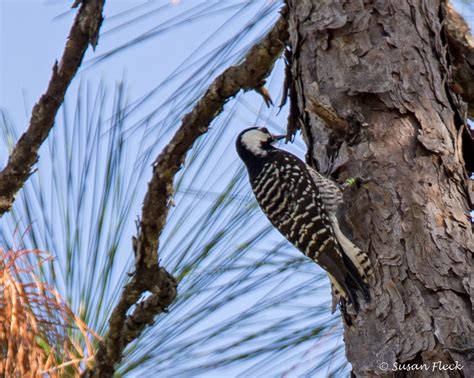 Red-cockaded Woodpecker