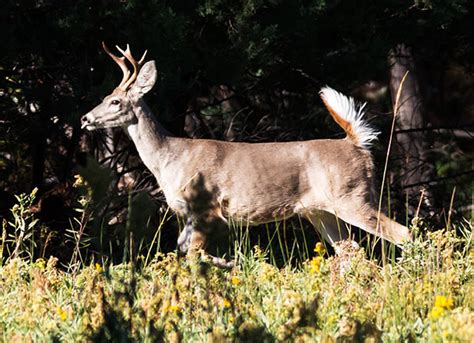 Coues Deer Arizona White-tailed Deer Odocoileus virginianus couesi Photograph of Photo of Image of