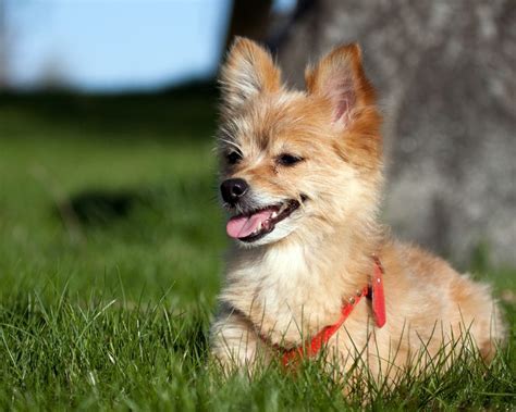 PetCenter Speaks: Here's Our Votes for Cutest Mixed Dog Breeds