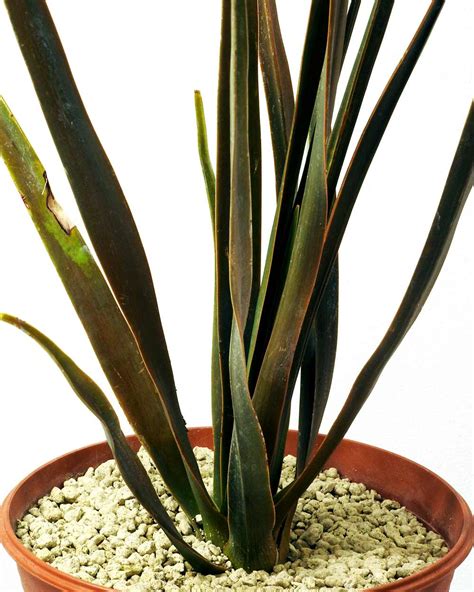 🌱 Dracaena cinnabari – Big | Seedlings | Shop Now