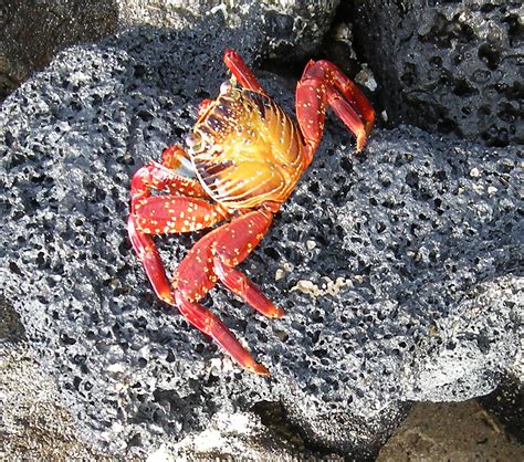 Sally Lightfoot Crabs Free Stock Photo - Public Domain Pictures