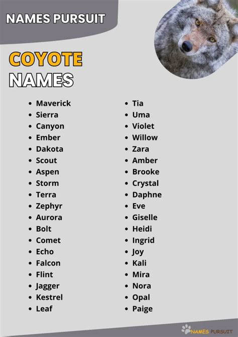 460+ Coyote Names [Cool, Unique, & Funny Ideas]