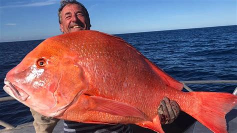 Giant red emperor a prize catch for angler and fish science - ABC News