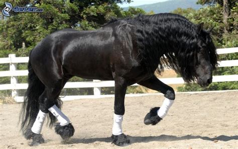 Cavallo nero